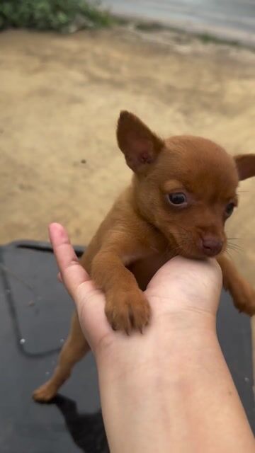 Chó Phốc mini cái mũi hồng. Mua bán Chó tại Huyện Hoài Đức Hà Nội được đăng bởi Lạc Lạc  hình 1