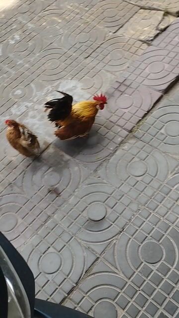 Gà Serama Khét đỏ Trống mái. Mua bán Gà tại Quận Cái Răng Cần Thơ được đăng bởi Lê Xuân Phước  hình 1