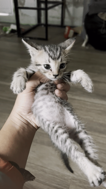Mèo mướp lai Xám vằn. Mua bán Mèo tại Thành phố Vĩnh Long Vĩnh Long được đăng bởi thanh dat chiem hình 1