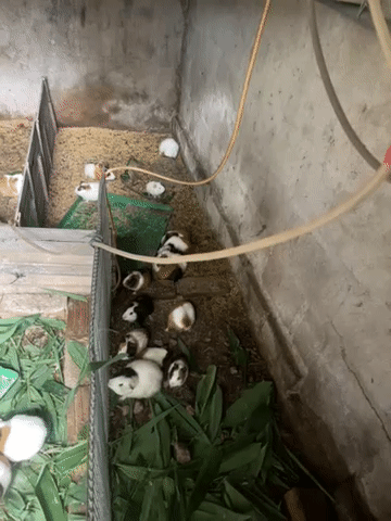 Chuột lang (bọ ú). Mua bán Thú cưng khác tại Huyện Tiền Hải Thái Bình được đăng bởi Hoi Pham hình 1