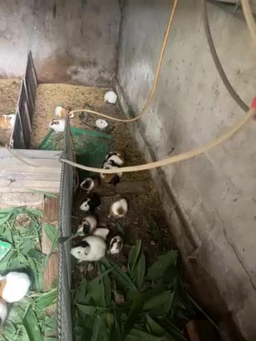 Chuột lang (bọ ú). Mua bán Thú cưng khác tại Huyện Tiền Hải Thái Bình được đăng bởi Hoi Pham hình 1