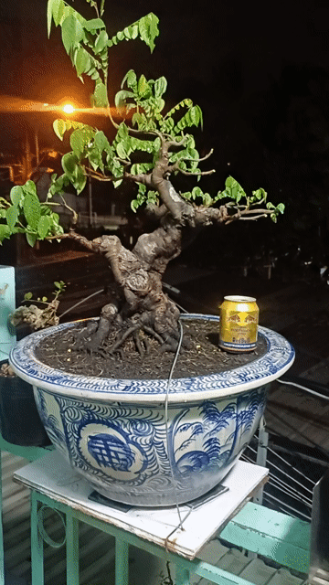 Cây cảnh Khế gân chậu Gốm sứ. Mua bán Cây cảnh, đồ trang trí tại Thành phố Thủ Đức Tp Hồ Chí Minh được đăng bởi chú tám hình 1