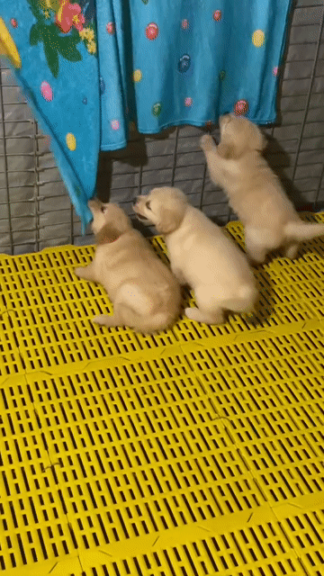 Chó Golden 3 cái 1 đực. Mua bán Chó tại Huyện Ý Yên Nam Định được đăng bởi Nguyễn Đức Hòa hình 1