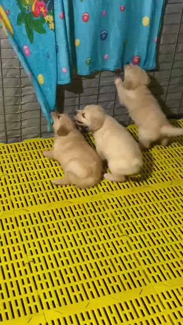 Chó Golden 3 cái 1 đực. Mua bán Chó tại Huyện Ý Yên Nam Định được đăng bởi Nguyễn Đức Hòa hình 1