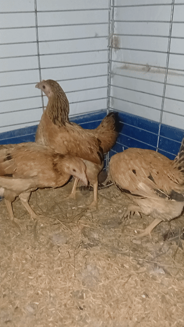 Gà tre Bắc mái 6 tháng chuẩn bị đẻ. Mua bán Gà tại Thị xã Bến Cát Bình Dương được đăng bởi Nhan  hình 1