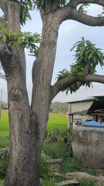 Cây xoài Xoài mũ. Mua bán Cây cảnh, đồ trang trí tại Huyện Hàm Thuận Bắc Bình Thuận được đăng bởi huynh hình 1