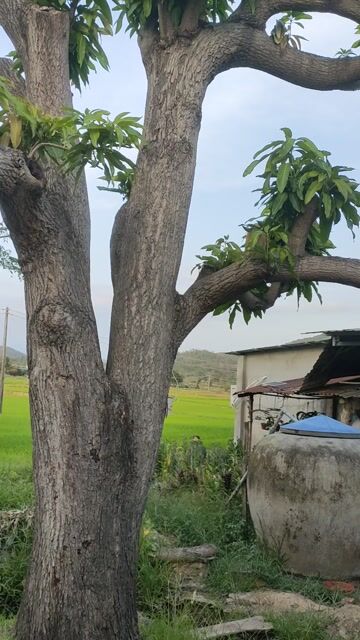 Cây xoài Xoài mũ. Mua bán Cây cảnh, đồ trang trí tại Huyện Hàm Thuận Bắc Bình Thuận được đăng bởi huynh hình 1