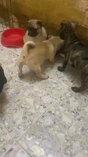 Pug lai. Mua bán Chó tại Quận Hà Đông Hà Nội được đăng bởi Lý Quang Hiến hình 1