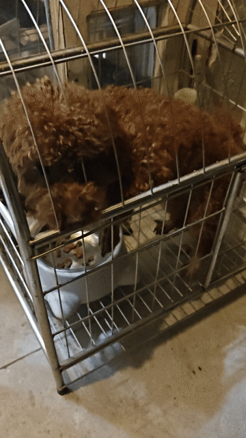 Chó Poodle đực Nâu 1 tuổi. Mua bán Chó tại Quận 12 Tp Hồ Chí Minh được đăng bởi phan trí minh hình 1