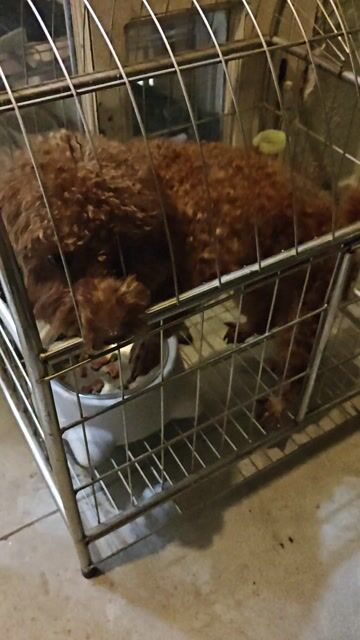Chó Poodle đực Nâu 1 tuổi. Mua bán Chó tại Quận 12 Tp Hồ Chí Minh được đăng bởi phan trí minh hình 1