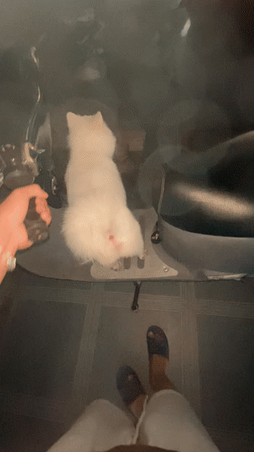 Chó Phốc Sóc Trắng Cả hai. Mua bán Chó tại Huyện Nghi Lộc Nghệ An được đăng bởi ngoc hình 1