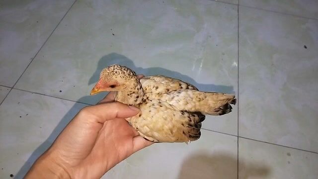 tre bắc cộc mái cú. Mua bán Gà tại Huyện Châu Thành Tiền Giang được đăng bởi Lê Thuonq hình 1