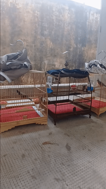 Chim chào mào . Mua bán Chim tại Quận Tân Bình Tp Hồ Chí Minh được đăng bởi Chim cảnh hình 1
