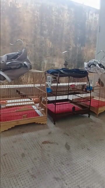 Chim chào mào . Mua bán Chim tại Quận Tân Bình Tp Hồ Chí Minh được đăng bởi Chim cảnh hình 1