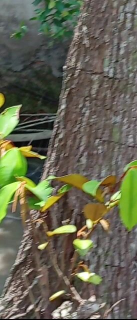 Vịt tơ 3 con. Mua bán Thú cưng khác tại Quận Ô Môn Cần Thơ được đăng bởi PI PETS dhth ct hình 1