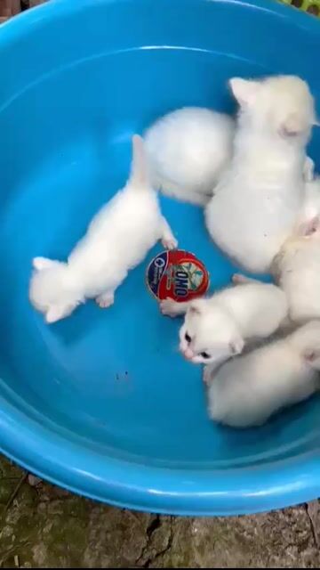 khu vực vĩnh long hoặc cần thơ giá 1bé. Mua bán Mèo tại Quận Ninh Kiều Cần Thơ được đăng bởi Le dai loc hình 1