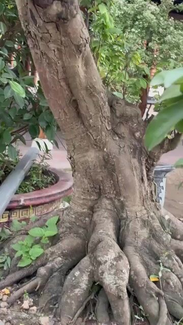 Khế ngọt cao 3 mét thuần chậu. Mua bán Cây cảnh, đồ trang trí tại Huyện Gia Lâm Hà Nội được đăng bởi Nguyễn Trung Kiên hình 1