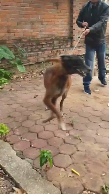 Gia đình cần thanh lý Malinois gấp, thương lượng. Mua bán Chó tại Thành phố Thanh Hóa Thanh Hóa được đăng bởi Trịnh Đào hình 1