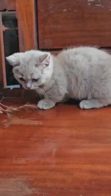Mèo Anh lông ngắn chân lùn Cái 3 tháng Lilac. Mua bán Mèo tại Huyện Thống Nhất Đồng Nai được đăng bởi Thanh Trúc hình 1