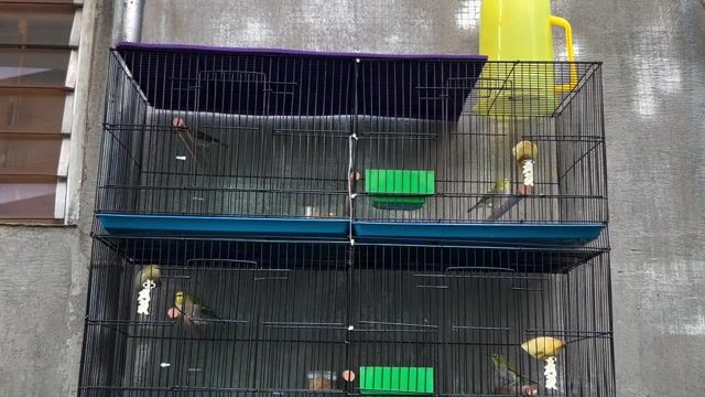 Chim Khoen xanh 8 con. Mua bán Chim tại Thành phố Biên Hòa Đồng Nai được đăng bởi libcon hình 1