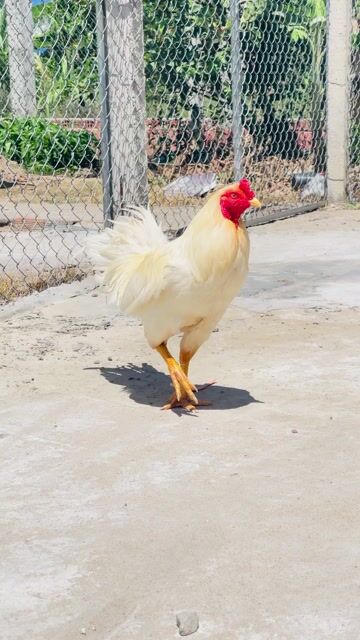 Gà chọi 3.6kg Trắng Đực. Mua bán Gà tại Quận Cái Răng Cần Thơ được đăng bởi Trần Ngọc Huy hình 1