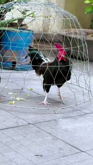 Gà Butcher trống 5 tháng khỏe mạnh. Mua bán Gà tại Quận Bình Tân Tp Hồ Chí Minh được đăng bởi Butcher hình 1