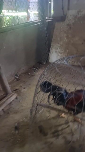 Gà Tàu lai Nòi trống 4kg5 Nâu đỏ. Mua bán Gà tại Thành phố Tân An Long An được đăng bởi Nguyễn Khánh  hình 1
