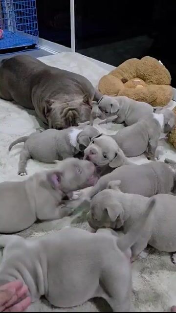 Chó Bully Exotic Lilac 40 ngày. Mua bán Chó tại Quận Bình Tân Tp Hồ Chí Minh được đăng bởi tiến hình 1