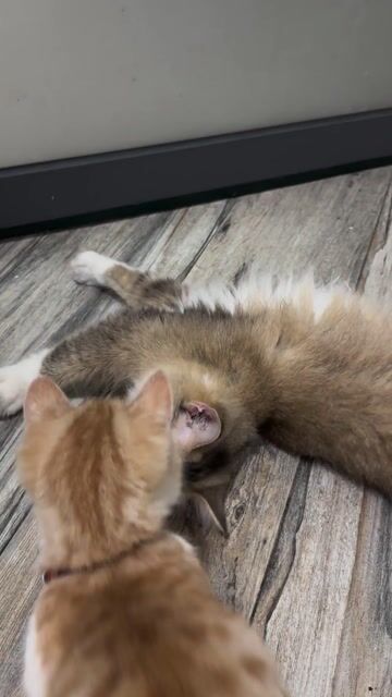 Mèo Ragdoll lai Golden cái hơn 1 tuổi. Mua bán Mèo tại Quận Gò Vấp Tp Hồ Chí Minh được đăng bởi Nguyễn Đức Toàn hình 1