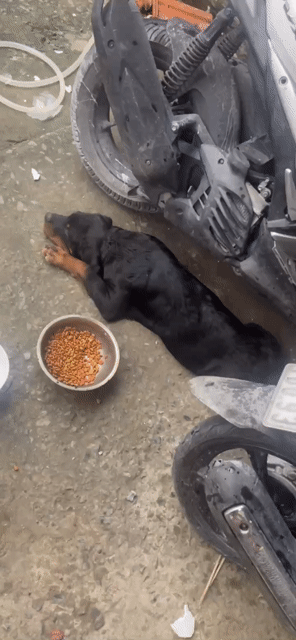 Chó Rottweiler đực 4 tháng Đen vàng đã tiêm. Mua bán Chó tại Huyện Bình Chánh Tp Hồ Chí Minh được đăng bởi Khánh Phan hình 1