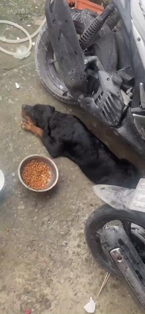 Chó Rottweiler đực 4 tháng Đen vàng đã tiêm. Mua bán Chó tại Huyện Bình Chánh Tp Hồ Chí Minh được đăng bởi Khánh Phan hình 1