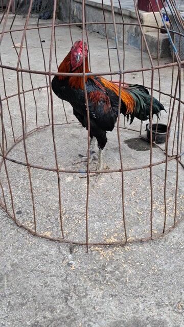 Gà chọi trống Đen, cam, đỏ. Mua bán Gà tại Huyện Hòa Vang Đà Nẵng được đăng bởi le hong cam hình 1