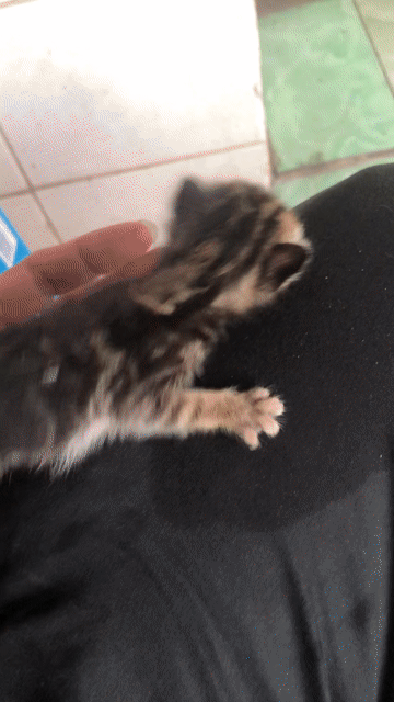 Mèo con tìm ba má iu thương. Mua bán Mèo tại Quận Tân Phú Tp Hồ Chí Minh được đăng bởi Ngô Hiếu hình 1