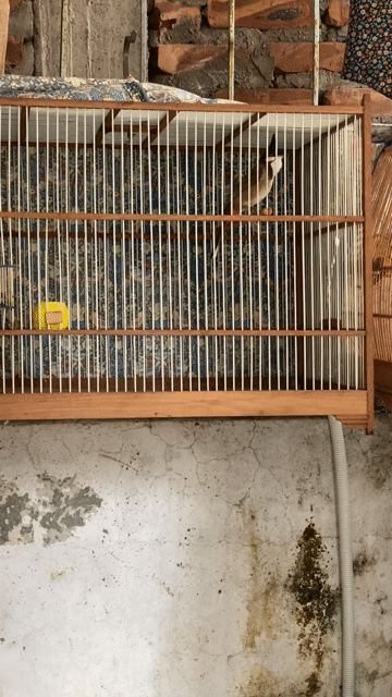Chim cảnh màu Nâu Trắng Đen. Mua bán Chim tại Quận Bắc Từ Liêm Hà Nội được đăng bởi Xuân Lộc hình 1