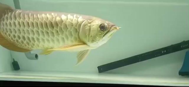 Cá Rồng Vàng 24K U55. Mua bán Thú cưng khác tại Quận 12 Tp Hồ Chí Minh được đăng bởi chiến  hình 1