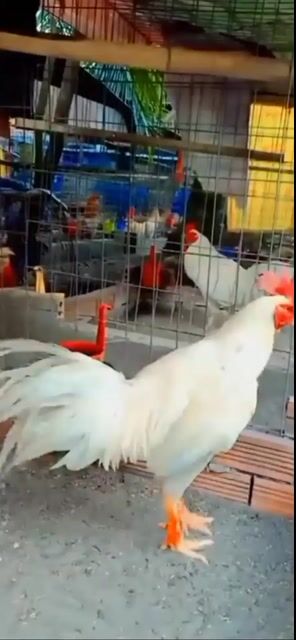 Bướm Úa a Thái f1 3kg4. Mua bán Gà tại Thành phố Châu Đốc An Giang được đăng bởi Hoàng phuc hình 1