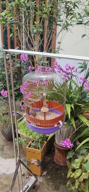 Chim Sơn ca 3 tháng. Mua bán Chim tại Quận Long Biên Hà Nội được đăng bởi Quân hình 1