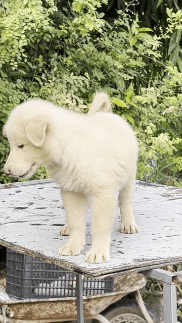 Chó xù Bắc Hà cái trắng. Mua bán Chó tại Huyện Mê Linh Hà Nội được đăng bởi Tuấn hình 1