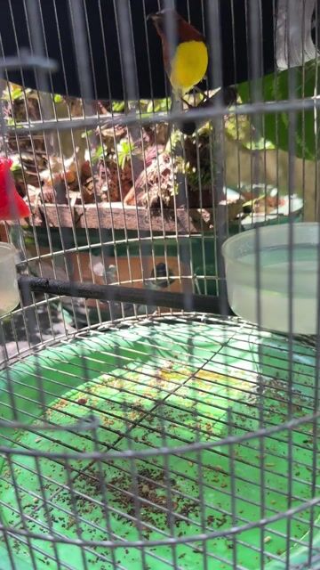 Bán chim hút mật đà lạt. Mua bán Chim tại Thành phố Thủ Đức Tp Hồ Chí Minh được đăng bởi TÁM hình 1