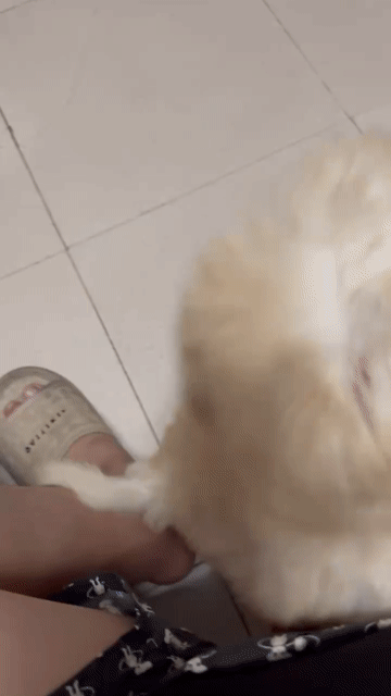 Chó Poodle Màu sữa đã tiêm phòng thân thiện. Mua bán Chó tại Quận Hai Bà Trưng Hà Nội được đăng bởi phan luyen hình 1
