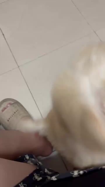 Chó Poodle Màu sữa đã tiêm phòng thân thiện. Mua bán Chó tại Quận Hai Bà Trưng Hà Nội được đăng bởi phan luyen hình 1