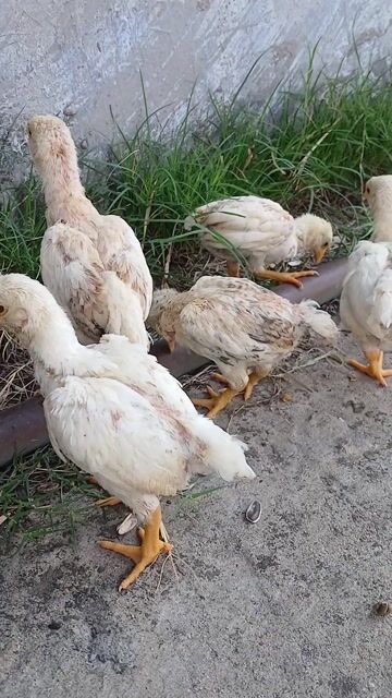 Gà Koshamo hơn 2 tháng. Mua bán Gà tại Huyện Đức Hòa Long An được đăng bởi trantu hình 1