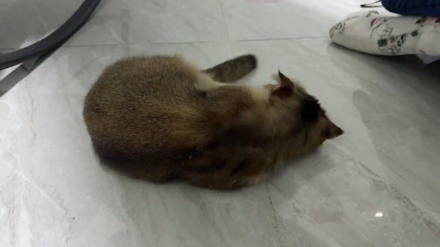 Mèo Munchkin Golden đực 1.5 tuổi đã tiêm. Mua bán Mèo tại Thành phố Thủ Đức Tp Hồ Chí Minh được đăng bởi Nguyên Bảo hình 1