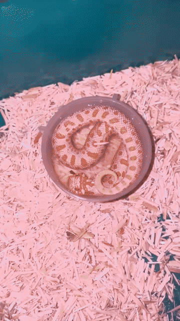 Hog albino conda arctic. Mua bán Thú cưng khác tại Huyện Nhà Bè Tp Hồ Chí Minh được đăng bởi Noname hình 1