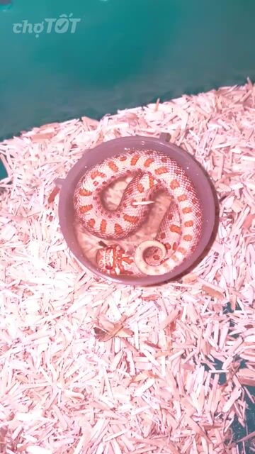 Hog albino conda arctic. Mua bán Thú cưng khác tại Huyện Nhà Bè Tp Hồ Chí Minh được đăng bởi Noname hình 1