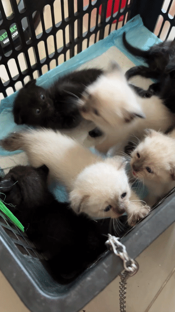 Mèo ALN lai Xiêm 1 tháng Trắng Đen. Mua bán Mèo tại Quận Phú Nhuận Tp Hồ Chí Minh được đăng bởi Nguyễn Thi hình 1