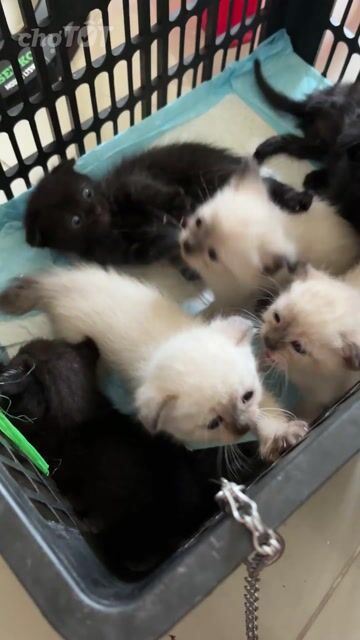 Mèo ALN lai Xiêm 1 tháng Trắng Đen. Mua bán Mèo tại Quận Phú Nhuận Tp Hồ Chí Minh được đăng bởi Nguyễn Thi hình 1