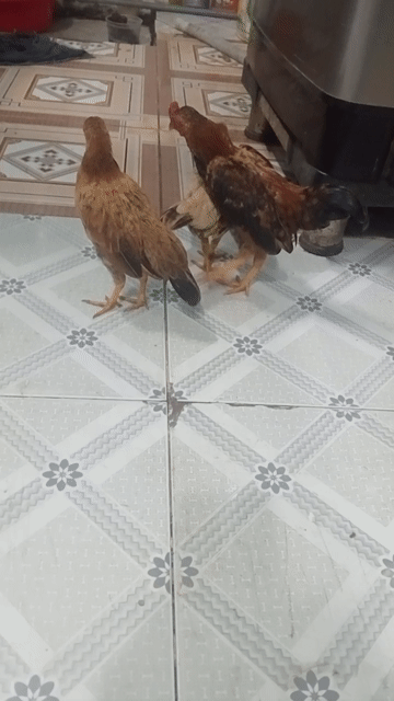 Gà tơ cả hai nhiều màu. Mua bán Gà tại Thị xã Bến Cát Bình Dương được đăng bởi siu mỹ hình 1