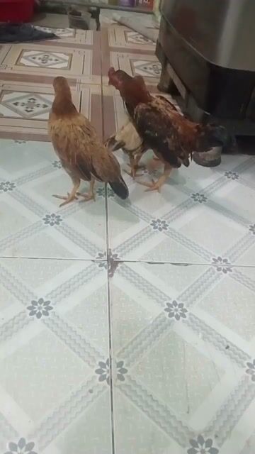 Gà tơ cả hai nhiều màu. Mua bán Gà tại Thị xã Bến Cát Bình Dương được đăng bởi siu mỹ hình 1