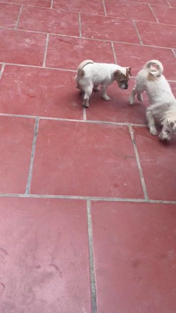 HN - Chó Poodle lai phốc hươu. Mua bán Chó tại Huyện Thanh Trì Hà Nội được đăng bởi Nguyễn Đăng Thuận hình 1